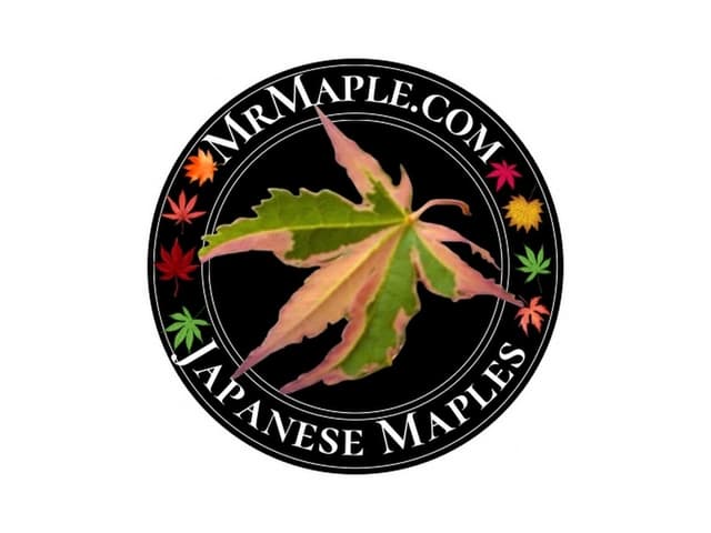 MrMaple.com